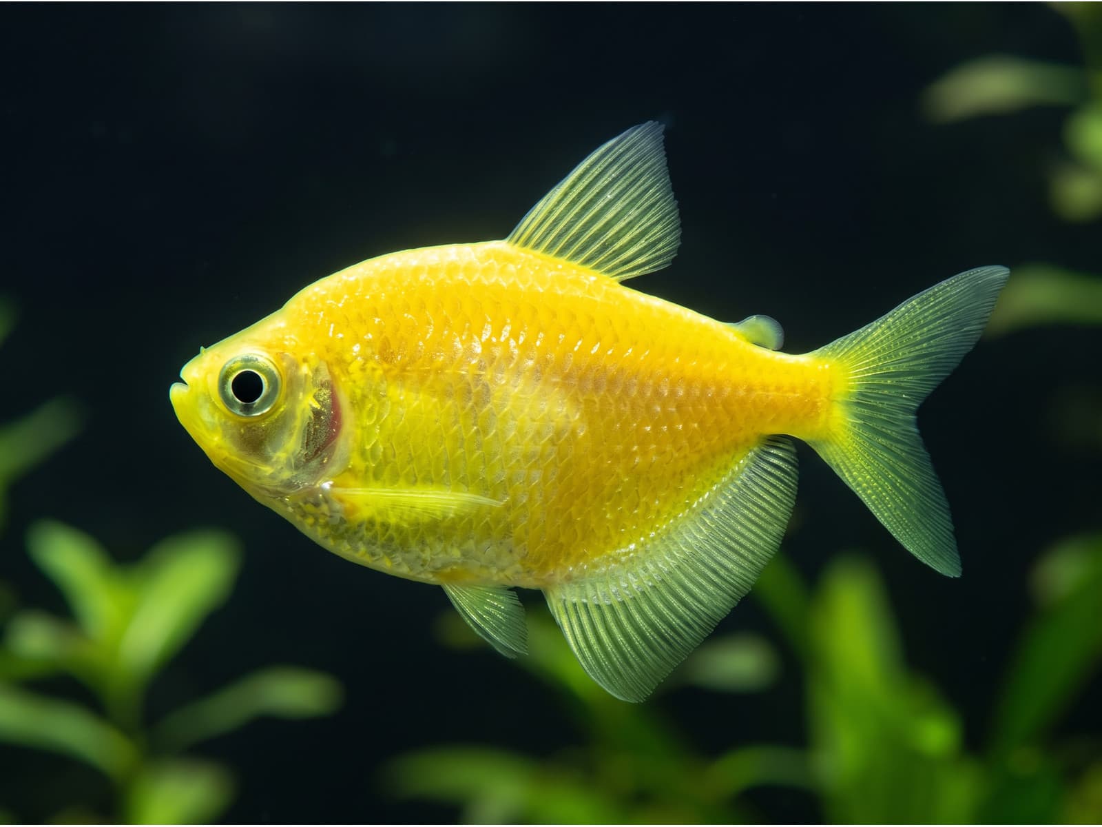 Тернеция Glo Fish