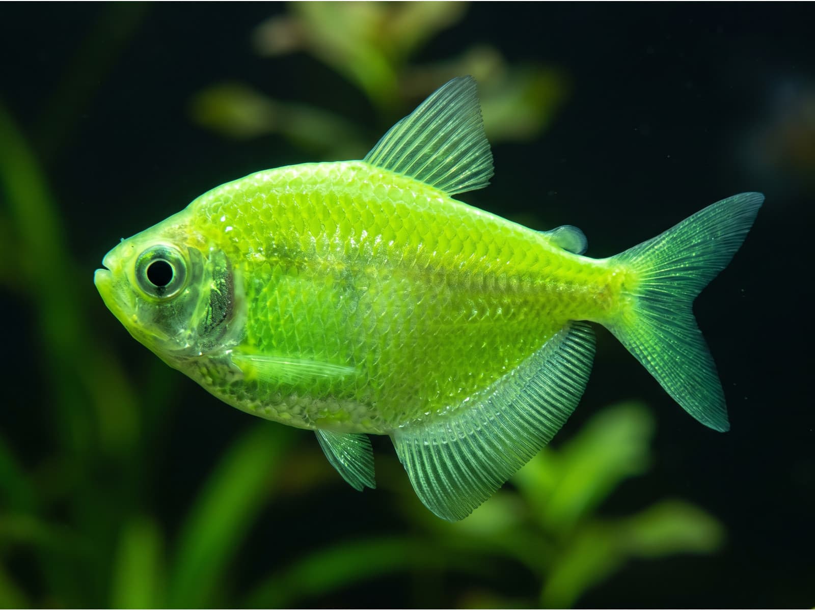 Тернеция Glo Fish