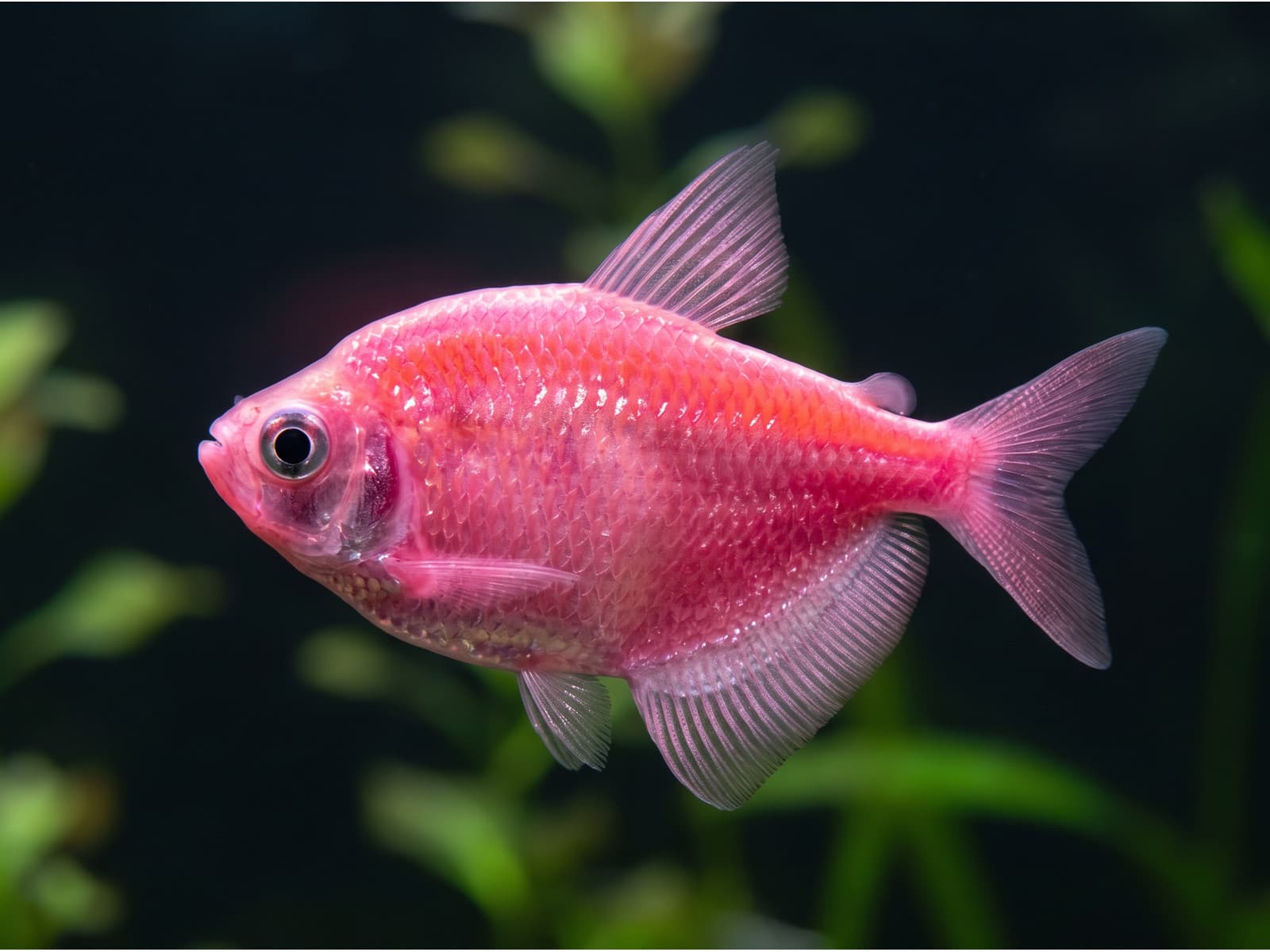 Тернеция Glo Fish